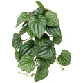 FAUXLEAF Reptile Terrarium Plants with Realistic Design